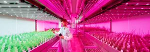 Philips LED Horti Partners