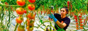 Growing fruit and vegetables