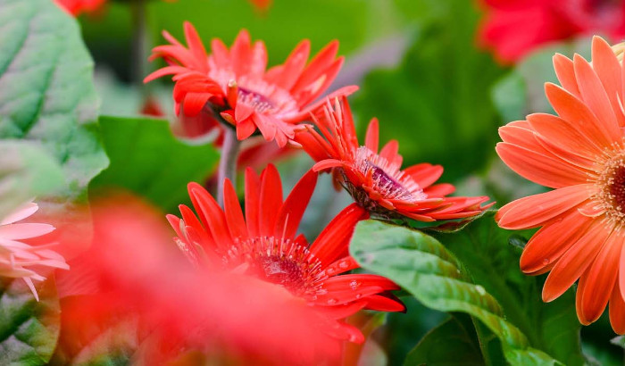 Latest results on benefits of growing gerberas with LEDs
