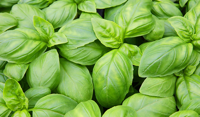 Effects of temperature on basil growth: some like it hot!
