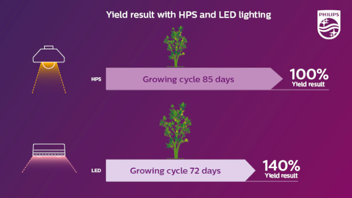 A shorter growth cycle, yet 40% higher yield with LED