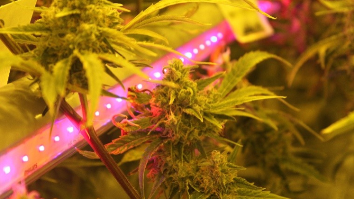 Cannabis interlighting