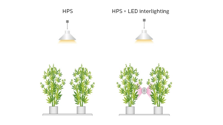 HPS + LED intercanopy lighting