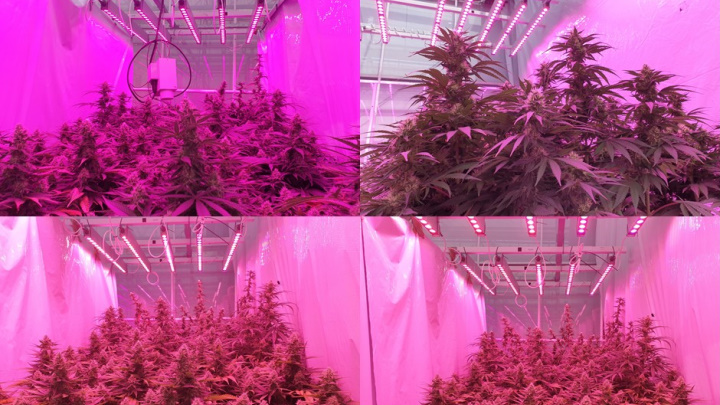 Images from trials which all had different spectra. All situations flowered and achieved similar to higher yields compared to conventional set-ups.