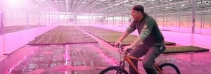 Customers rave about quality of plants grown under Philips LEDs
